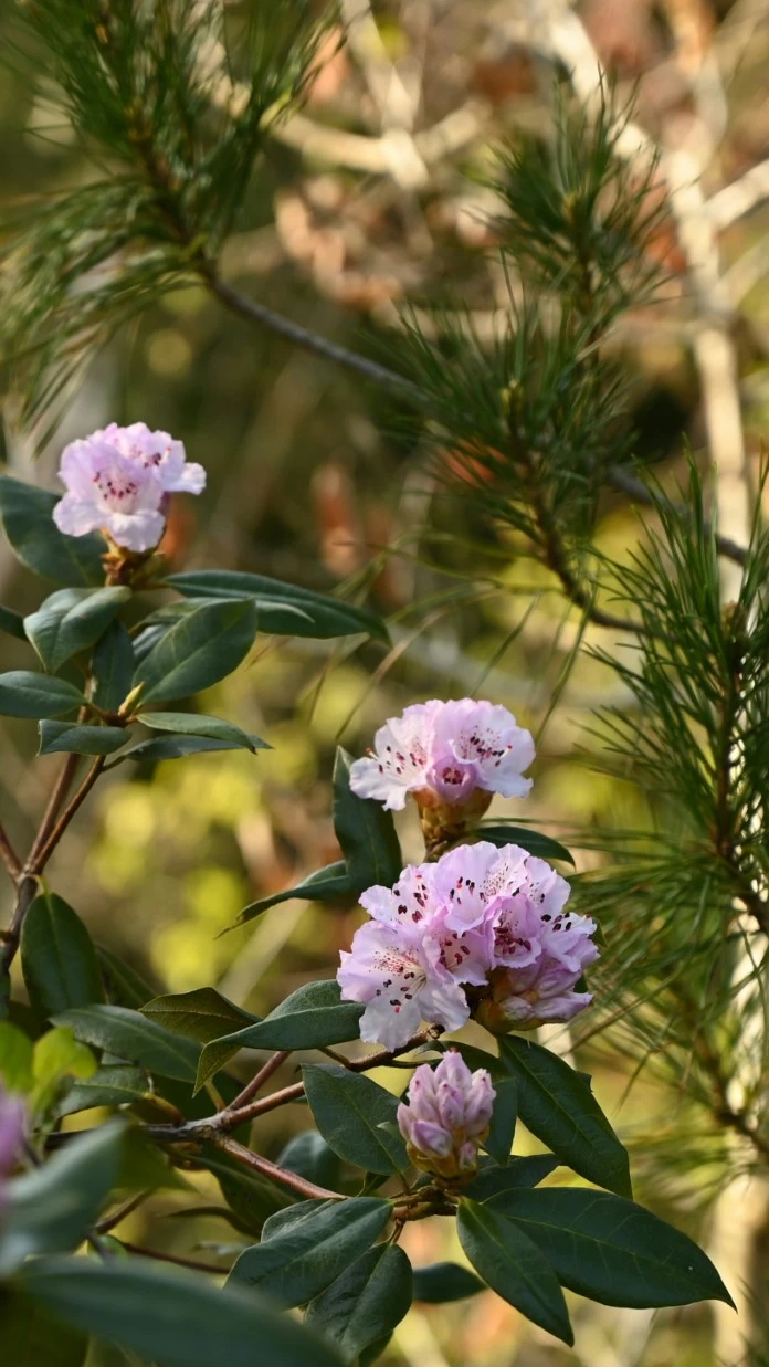 R. rubiginosum AGM